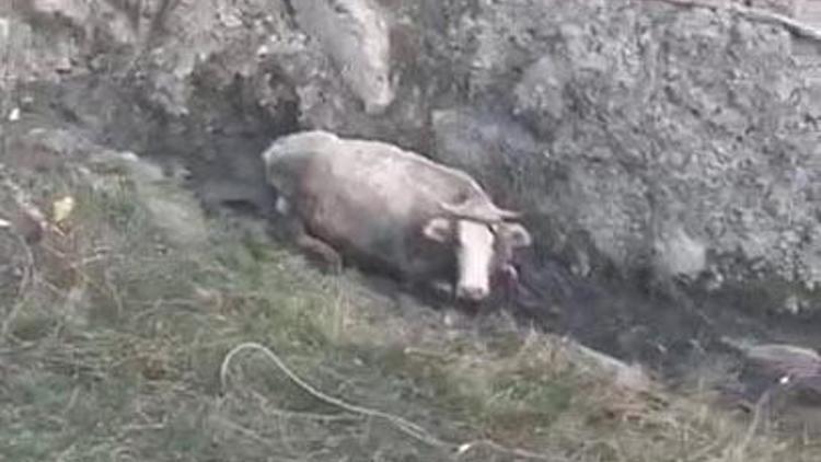 Dereye düşen hamile inek saatler sonra kurtarıldı