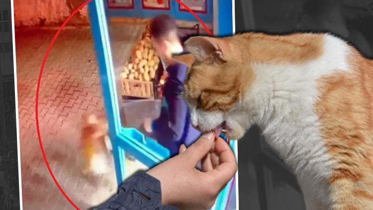 Ankarada tepki çeken görüntü Market çalışanı kediyi tekmeledi