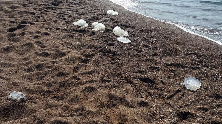 Antalyada paniğe neden olan yüzlerce denizanası sahile vurdu