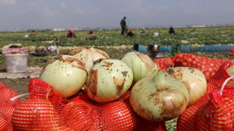 Adana’da soğan erken hasat edilmeye başlandı; toplayacak işçi bulunamıyor