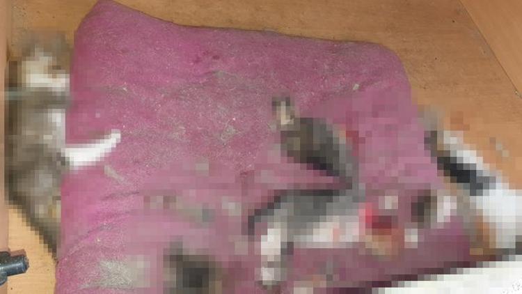 Ankarada vahşet 6 yavru kedinin kafasını ve patilerini kesmişler