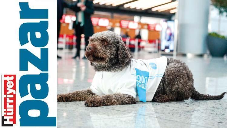 İstanbul Havalimanı’nda dört ayaklı hizmet: Onları görünce  ne stres ne uçuş korkusu kalıyor