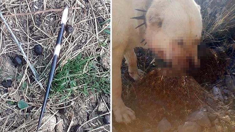 Kayseri’de gözüne ok isabet eden köpek kör oldu, 2 köpek yaralandı