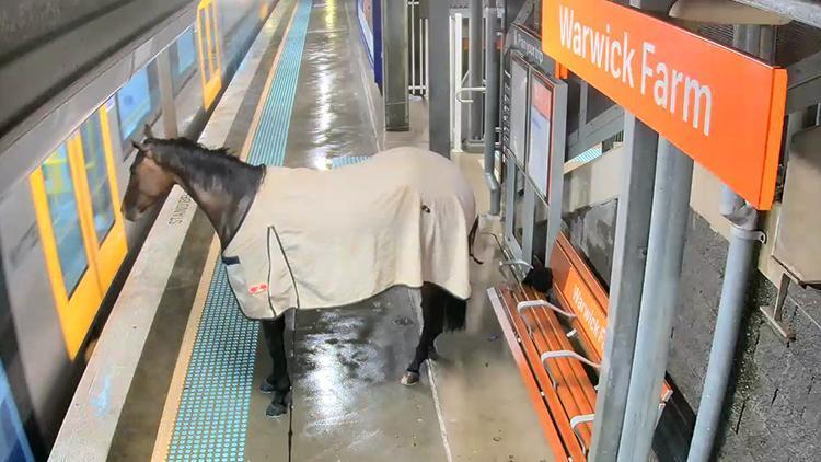 Yarış atı kaçıp tren istasyonuna daldı