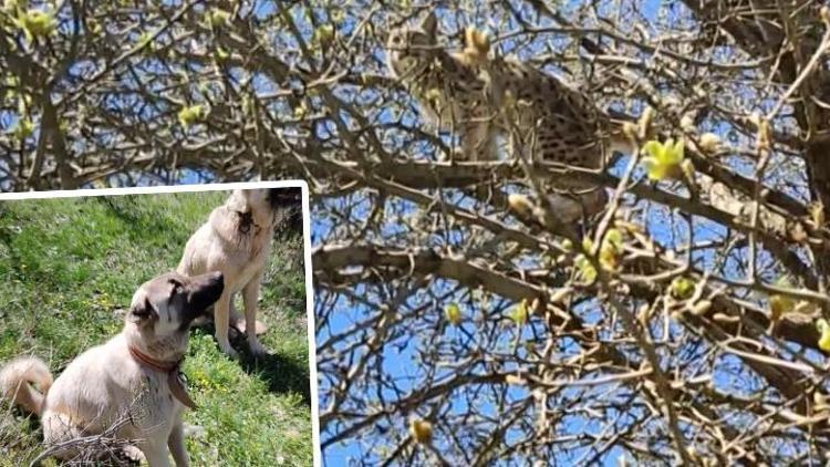 Sivasta vaşak, kendisini kovalayan Kangal köpeklerinden ağaca tırmanarak kurtuldu