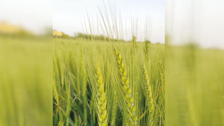 Kuraklığa dayanıklı buğday yetiştirildi