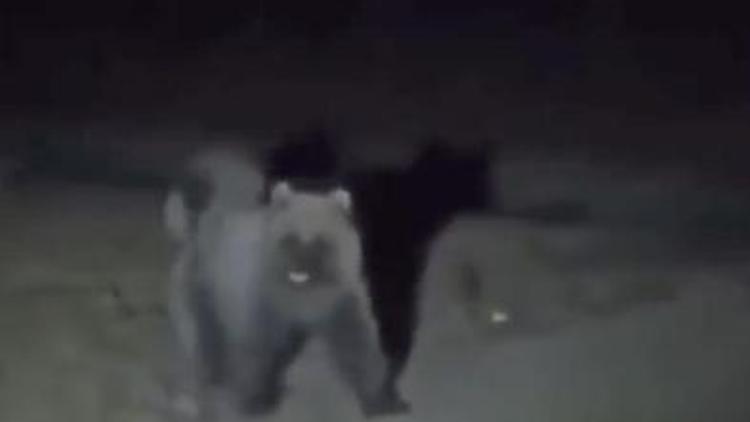 Tokatta kış uykusundan uyanan ayılar görüntülenmeye başlandı