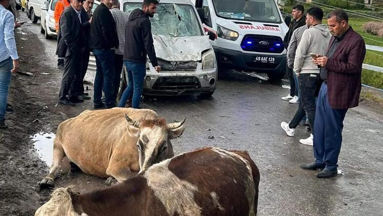 Muşta hafif ticari aracın çarptığı 3 inek öldü, sürücü yaralandı