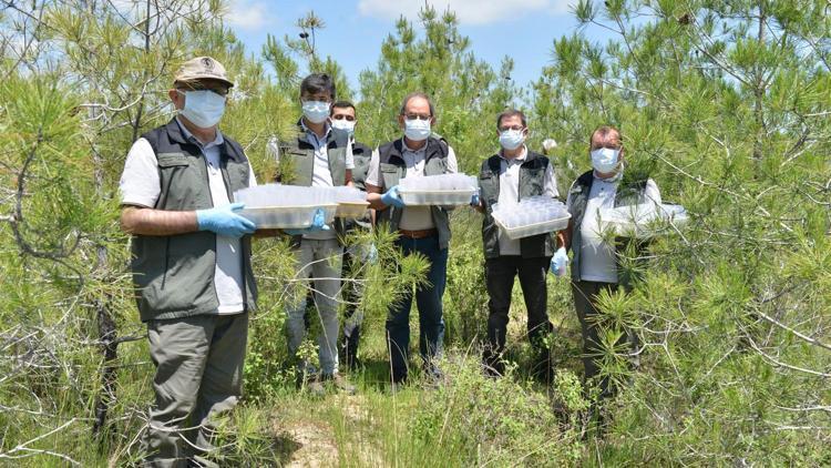 Mersin’de, ormandaki zararlılara karşı biyolojik mücadele