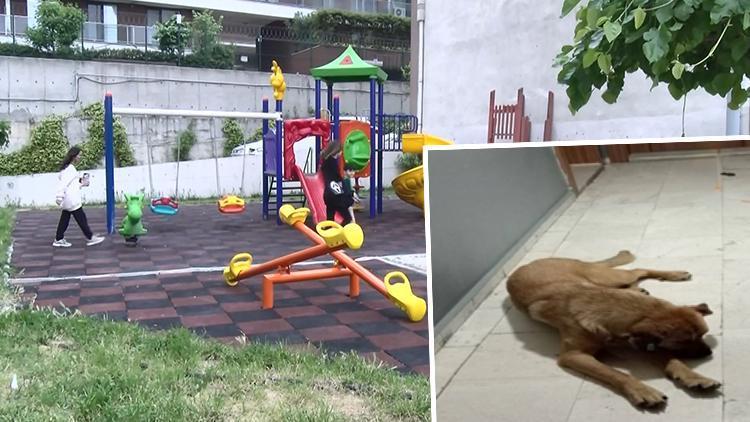 Esenyurtta sitedeki köpek tartışmasında kaymakamlığın kestiği ceza iptal edildi