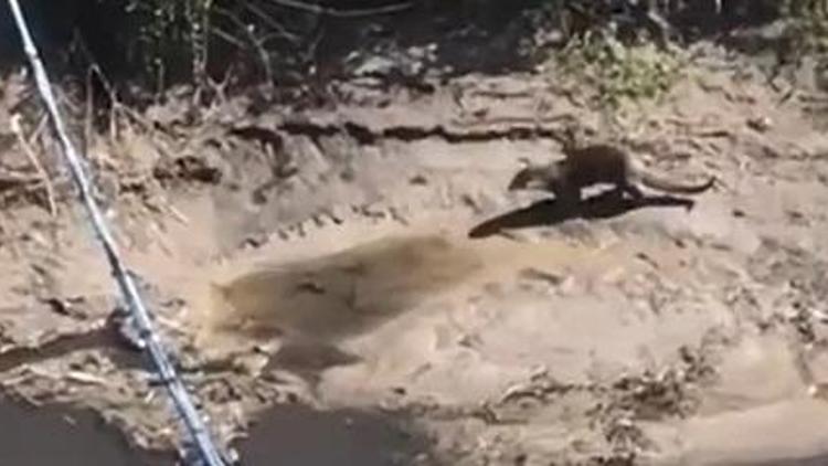 Şırnak’ta, nesli tükenme tehlikesi altındaki su samuru görüntülendi