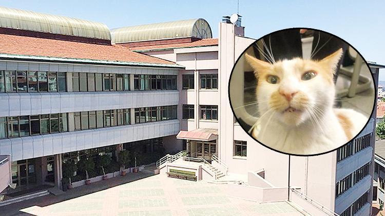 Kedi ‘Faruk’ davasının sanığı ilk kez hâkim karşısında: Onu atmadım kenara bıraktım