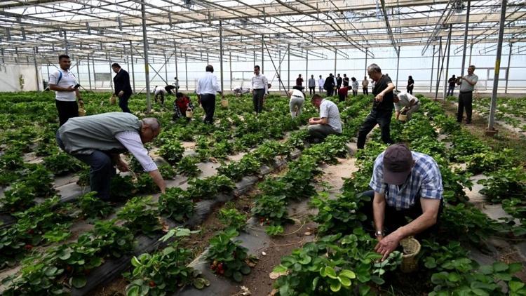 Vali Yılmaz, huzurevi sakinleri ile çilek hasadı yaptı