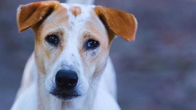Sokak köpekleri için iki günde 100 binin üzerinde imza toplandı: Katliama hayır