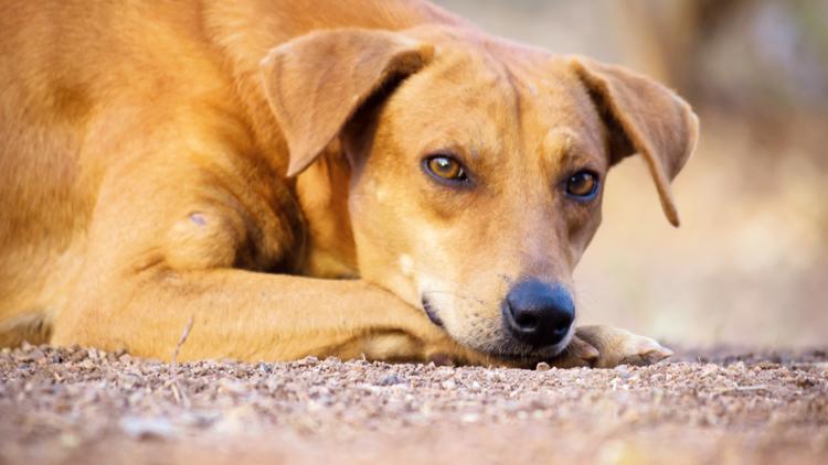 Sokak köpeklerini ‘uyutma’ hazırlığına karşı öneri: Kısırlaşsın yaşasın