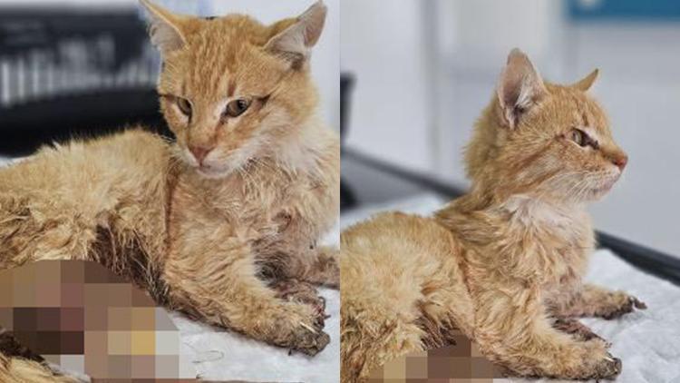 Kayseride vahşet: 3 ayağı kesilmiş halde bulunan kedi öldü