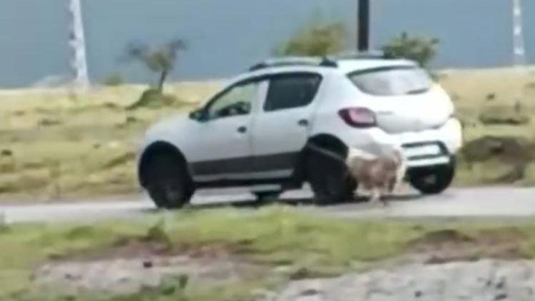 Kayseride korkunç görüntü Köpeği otomobile iple bağlayıp sürükledi
