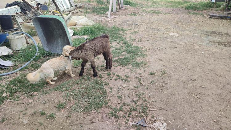 Oğlak ile köpeklerin dostluğu