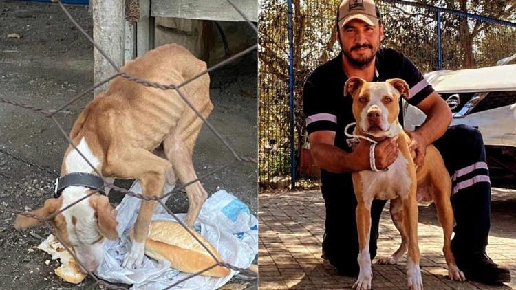 Açlıktan hasta ve zayıf düşen pitbull cinsi köpek, bakıcısının ilgi ve sevgisi sayesinde iyileşti