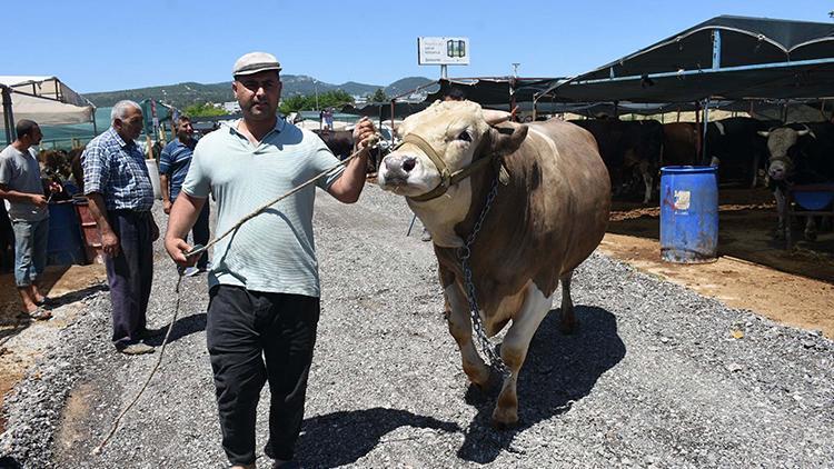 Toros Kaplanına 270 bin TL... Tam 1 buçuk ton ağırlığında