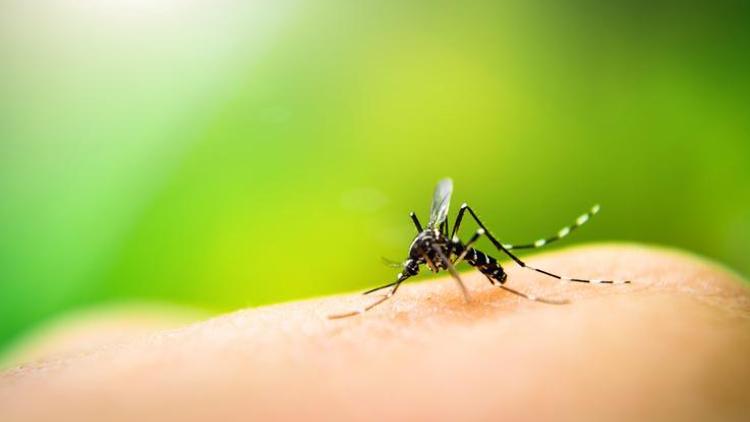 Yaz aylarını sivrisineklere yem olmadan geçirmenin 5 sırrı Hangi yiyecekler sinekleri insanlara çekiyor