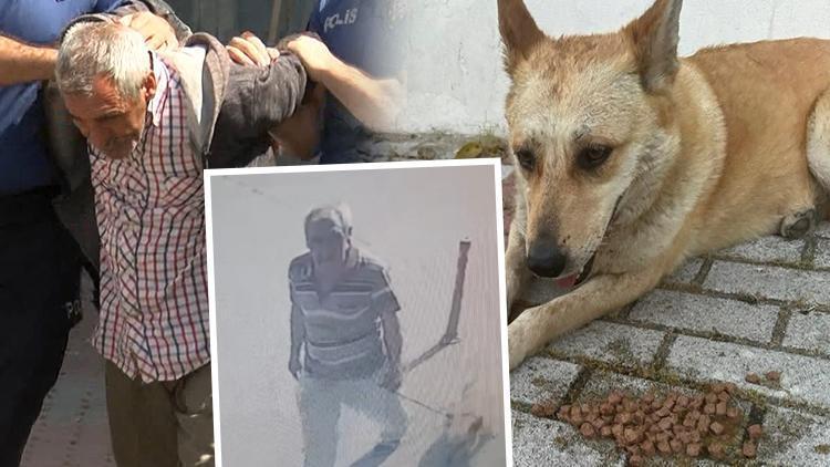 İstanbulda iğrenç olay Köpeğe cinsel istismarda bulunun şüpheli gözaltına alındı