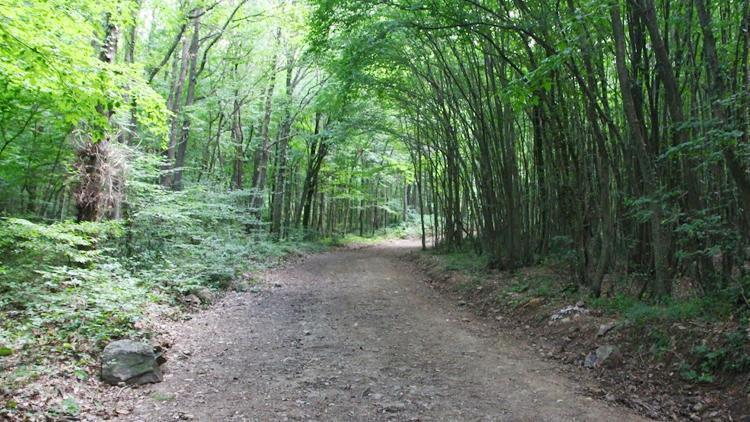 İstanbulda ormanlara giriş yasaklandı