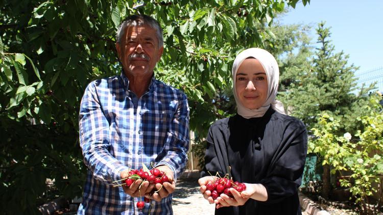 Malatyada kiraz hasadı başladı