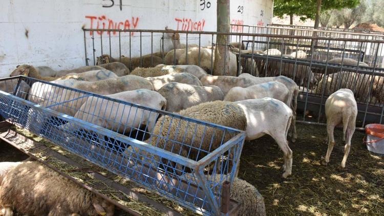 Edremit Belediyesi Kurban Bayramı hazırlıklarını tamamladı