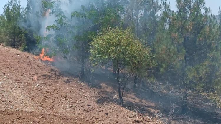 Kilis’te orman yangını söndürüldü