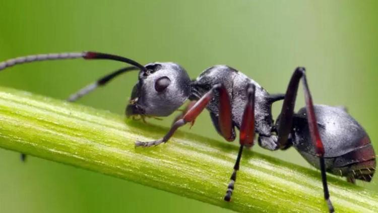 Sosyal medyada bir garip tartışma.. Karınca yemek zehirler mi