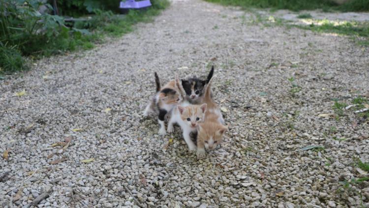 Yüksekovaya getirilen depremzede kedi Mişo, anne oldu