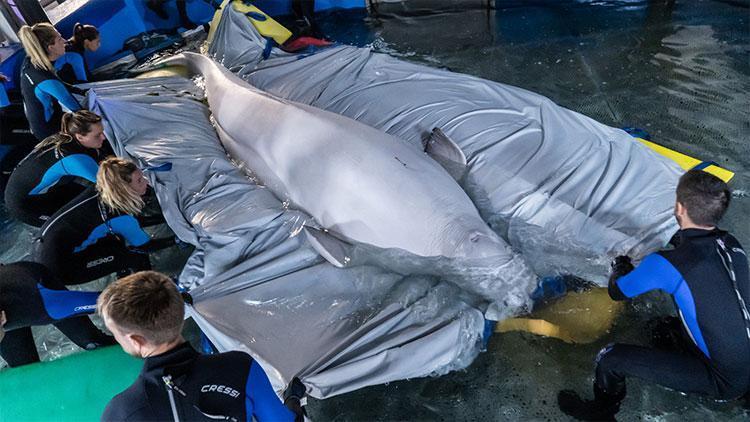 Ukraynada çatışma bölgesi Harkiv’de kalan 2 balina özel operasyonla kurtarıldı