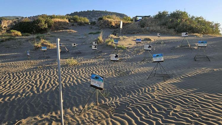 İztuzu Plajında caretta yuva sayısı 503e ulaştı