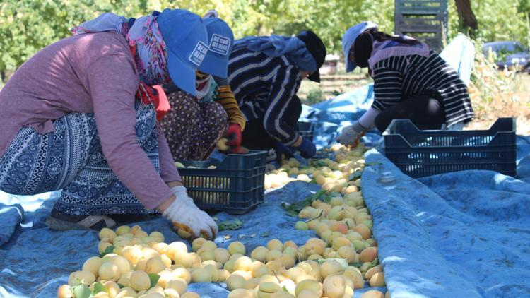 Malatyada kayısı hasadı başladı