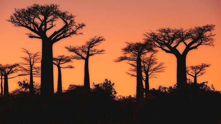Bilim insanları uzun zamandır tartışıyordu: 1000 yıl yaşayabilen hayat ağacının gizemi çözüldü Uzaklardaki o adada neler yaşandı