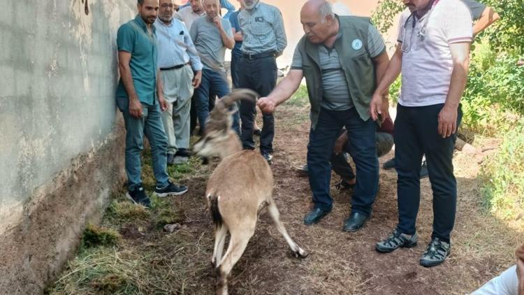 Elazığ’da bitkin halde bulunan dağ keçisi, tedavisinin ardından doğal ortamına salındı