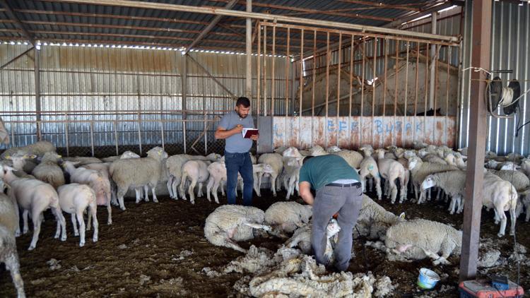 Fransa’dan ithal edip yetiştirdiği koyunlardan yüksek verim aldı