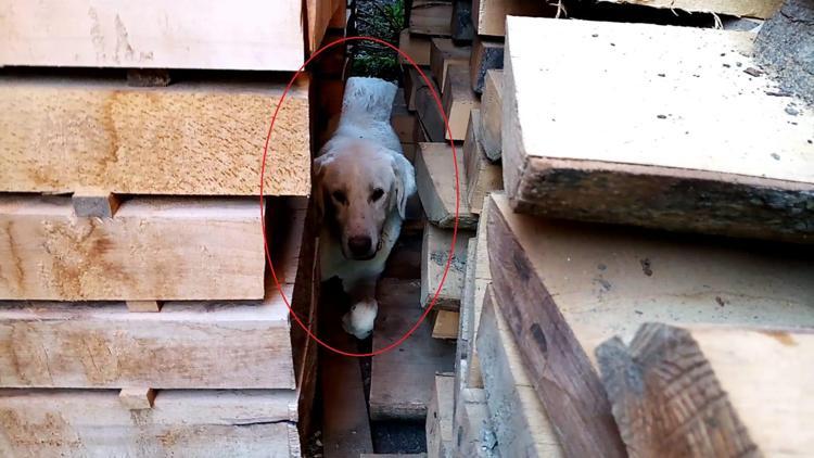 Kerestelerin arasına sıkışan köpeği, itfaiye kurtardı