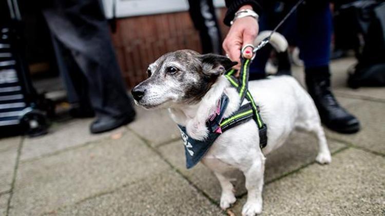 Köpekler de Federal Meclis’e girebilsin