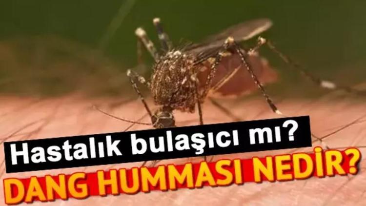 Dang humması nedir, ölümcül müdür, nasıl bulaşır Dang humması insandan insana geçer mi