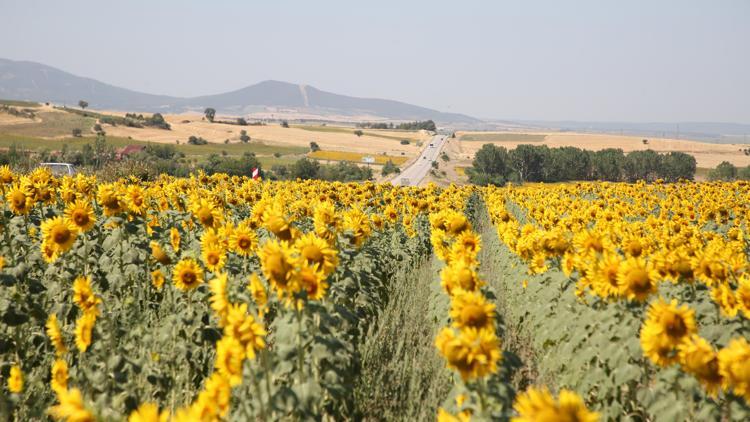 Edirne’de sarıya bürünen ayçiçeği tarlaları, Saros’a giden tatilcilere görsel şölen sunuyor