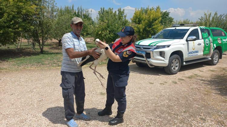 Elazığ’da yaralı halde bulunan leylek, tedaviye alındı