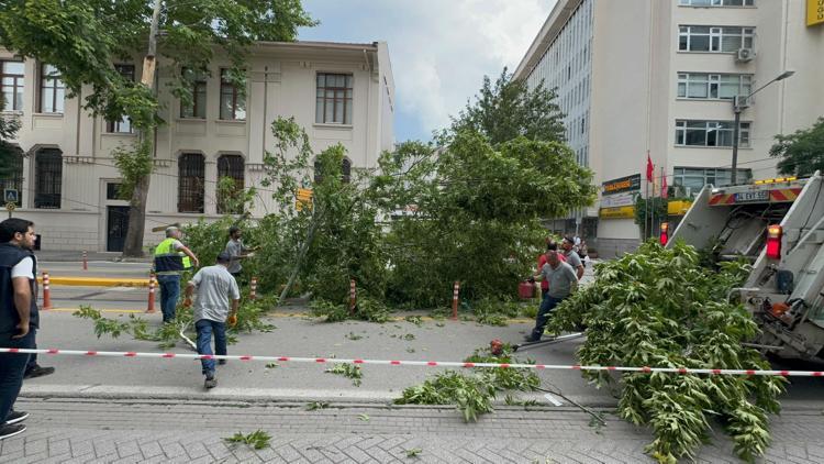 Şiddetli rüzgardan kopan ağaç dalı, yola devrildi