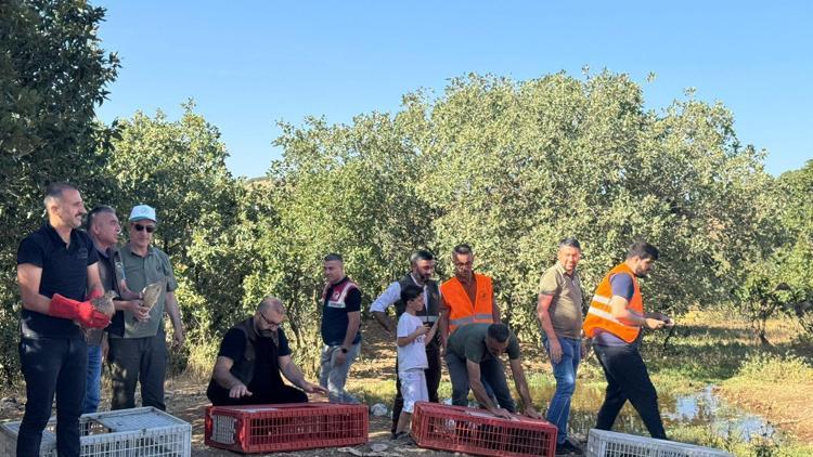 Batmanda doğaya 150 anaç sülün bırakıldı