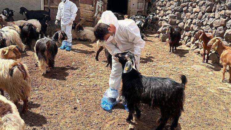 Şap hastalığı tespit edilen İdil’de sağlık taraması yapıldı