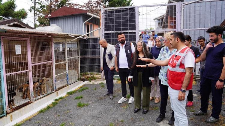 Beyoğlu Belediyesi’nden sokak hayvanları için iş birliği