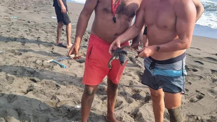 Hatay’da çuvala sıkışmış halde caretta caretta bulundu