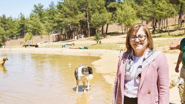 Fatma Şahin sokak köpeği sorununu nasıl çözdüklerini anlattı: Hayvanlar da zarar görmedi insanlar da...