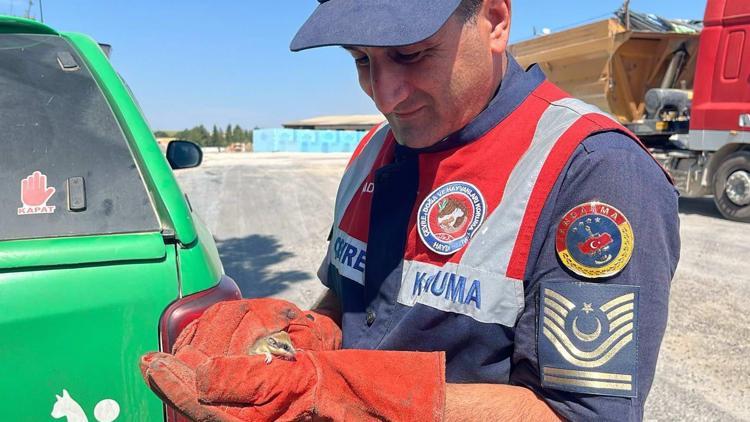 Bitkin halde bulunan nesli tehlike altındaki yediuyur yavrusu, bakıma alındı